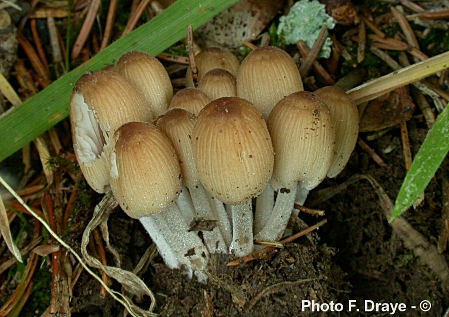 Coprinus leiocephalus (Parasola leiocephala)