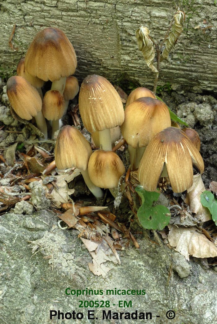 Coprinus micaceus (Coprinellus micaceus)