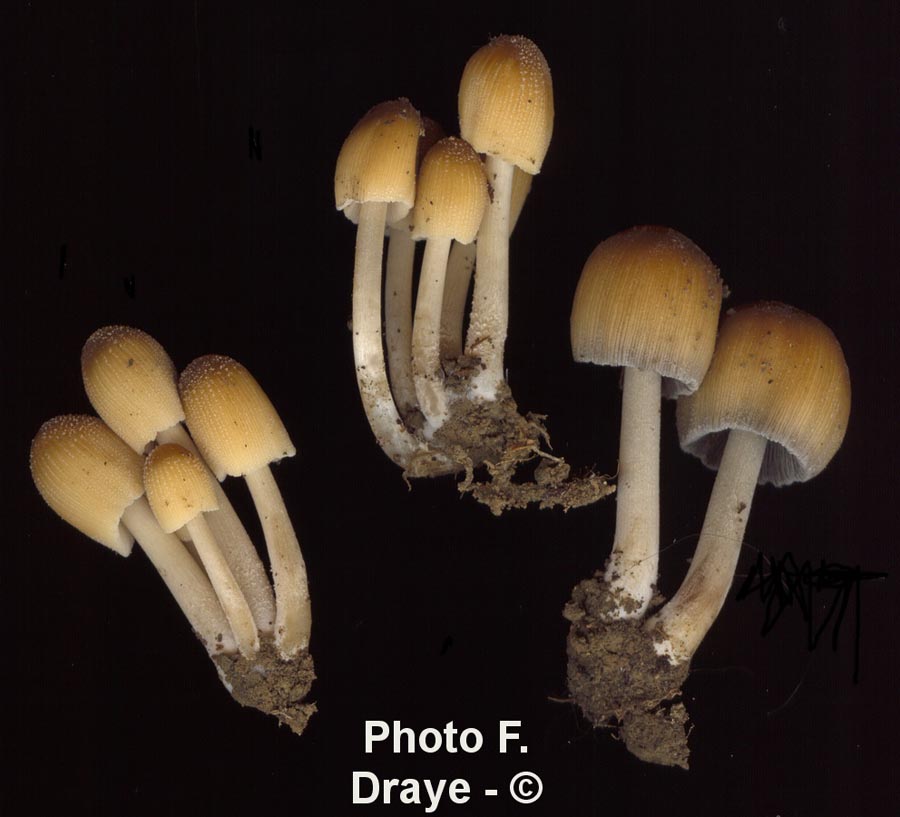 Coprinus micaceus (Coprinellus micaceus)