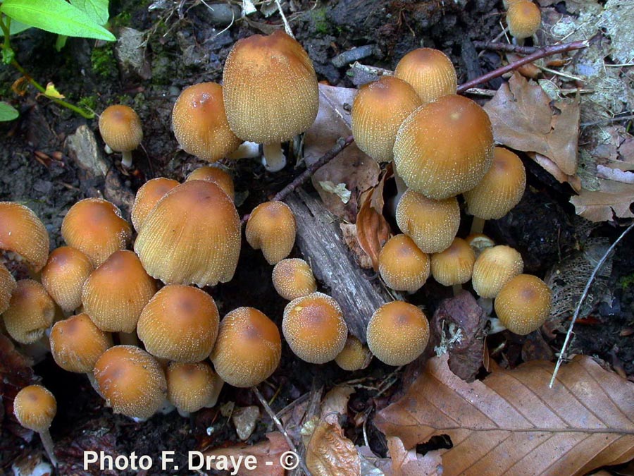 Coprinus micaceus (Coprinellus micaceus)