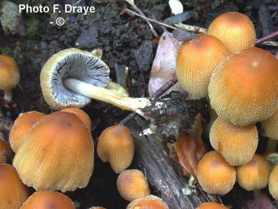 Coprinus micaceus (Coprinellus micaceus)