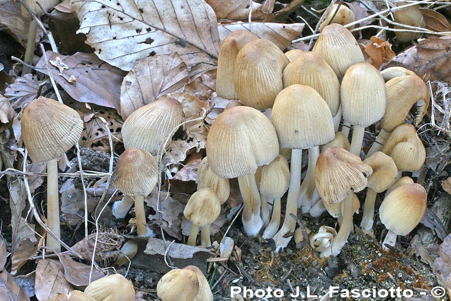 Coprinus micaceus