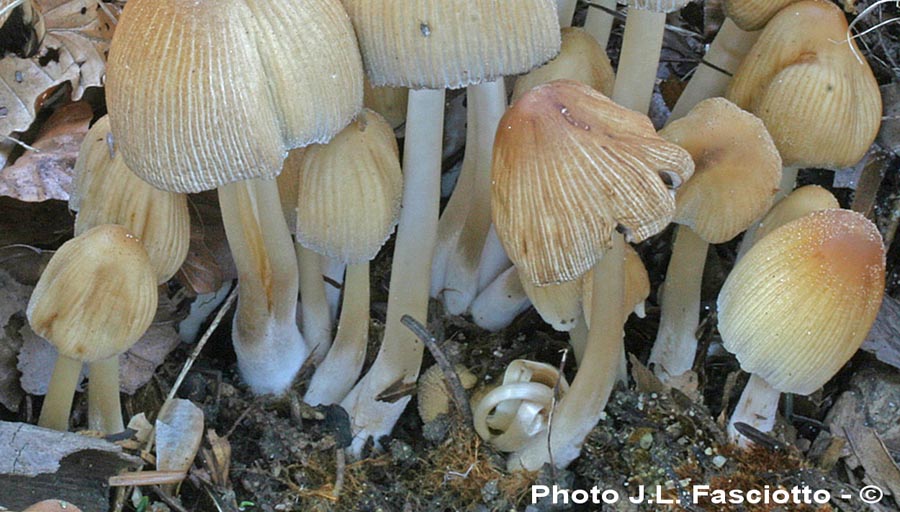 Coprinus micaceus