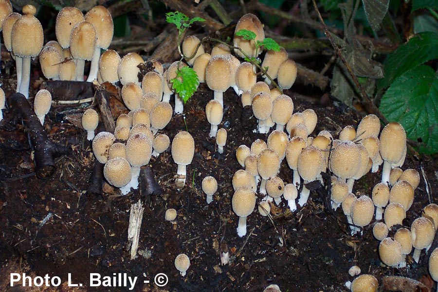 Coprinus micaceus (Coprinellus micaceus)