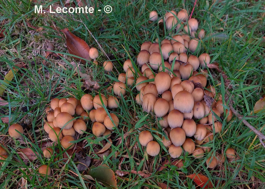 Coprinus micaceus (Coprinellus micaceus)