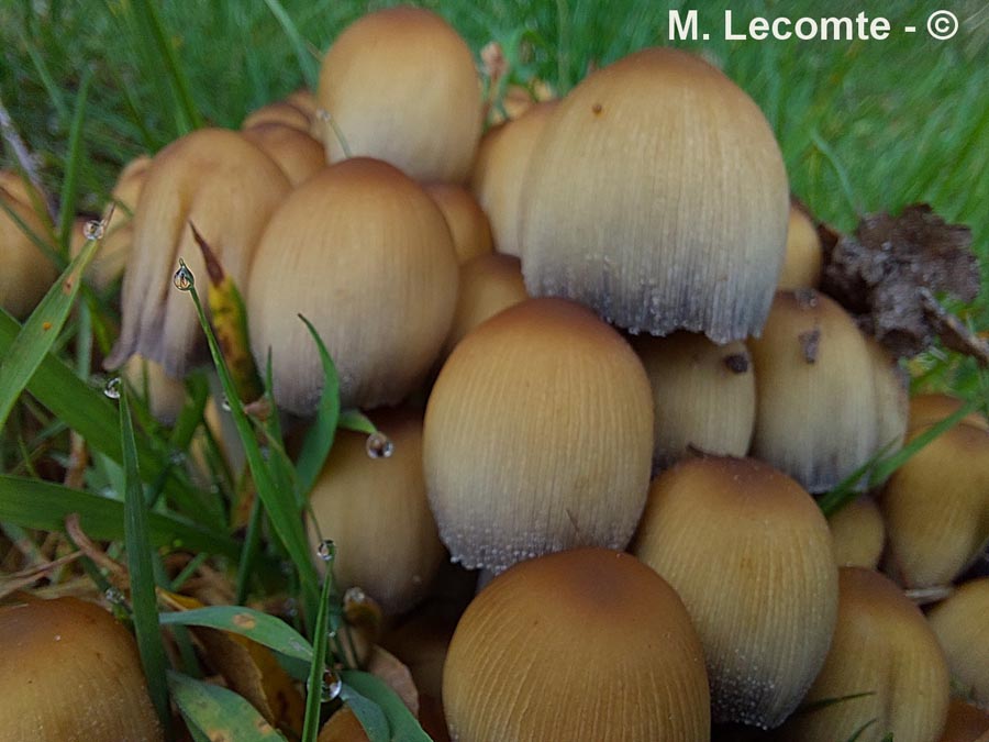 Coprinus micaceus (Coprinellus micaceus)