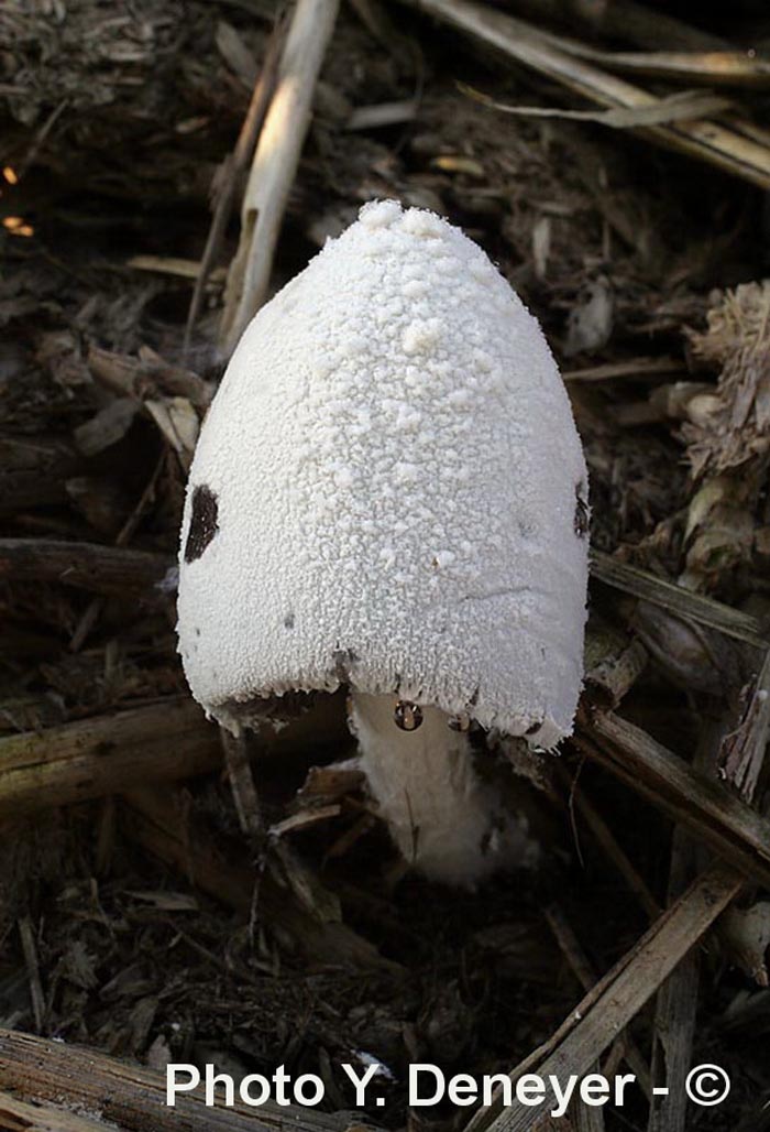 Coprinus niveus