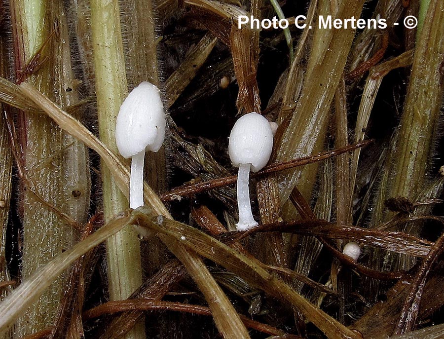 Coprinus phaeosporus