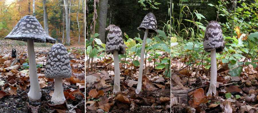 Coprinus picaceus