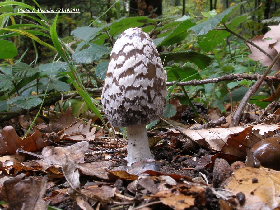 Coprinus picaceus