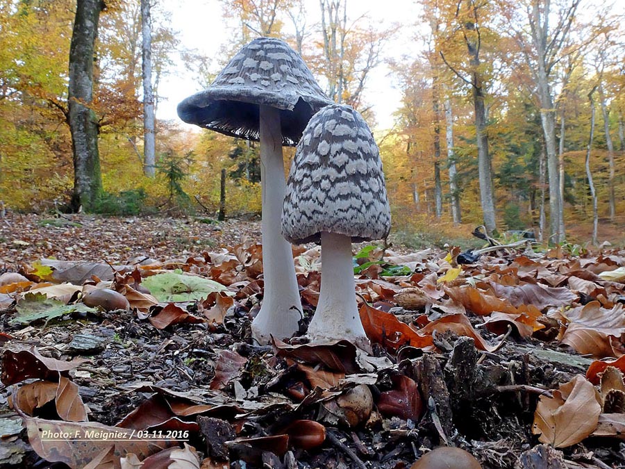 Coprinus picaceus