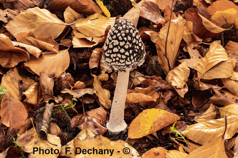 Coprinus picaceus