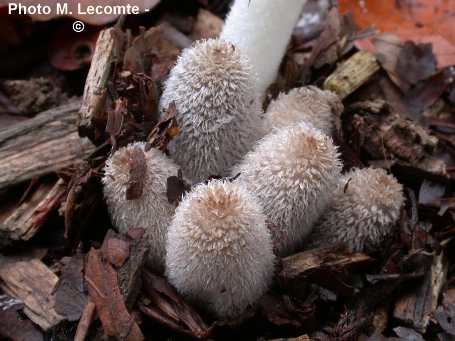 Coprinus plicatilis (Parasola plicatilis)