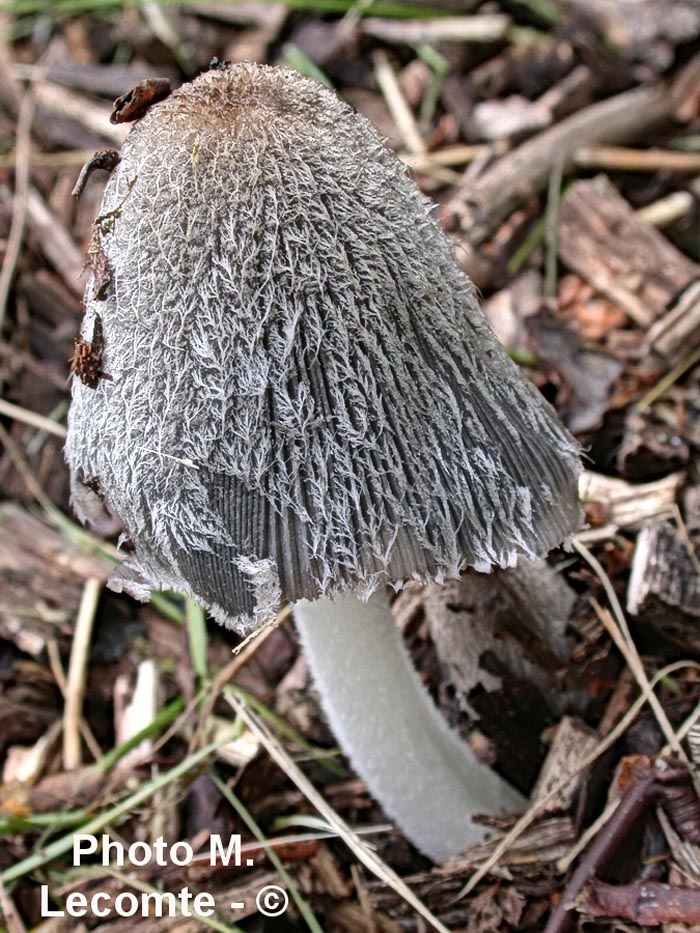 Coprinus plicatilis (Parasola plicatilis)