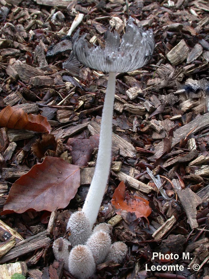 Coprinus plicatilis (Parasola plicatilis)