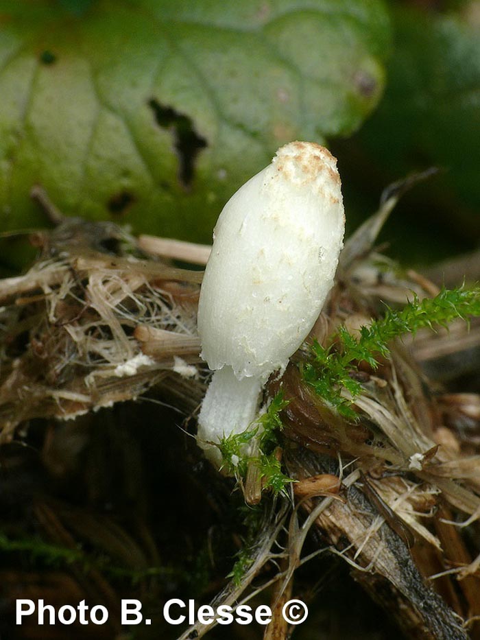 Coprinus pseudofriesii