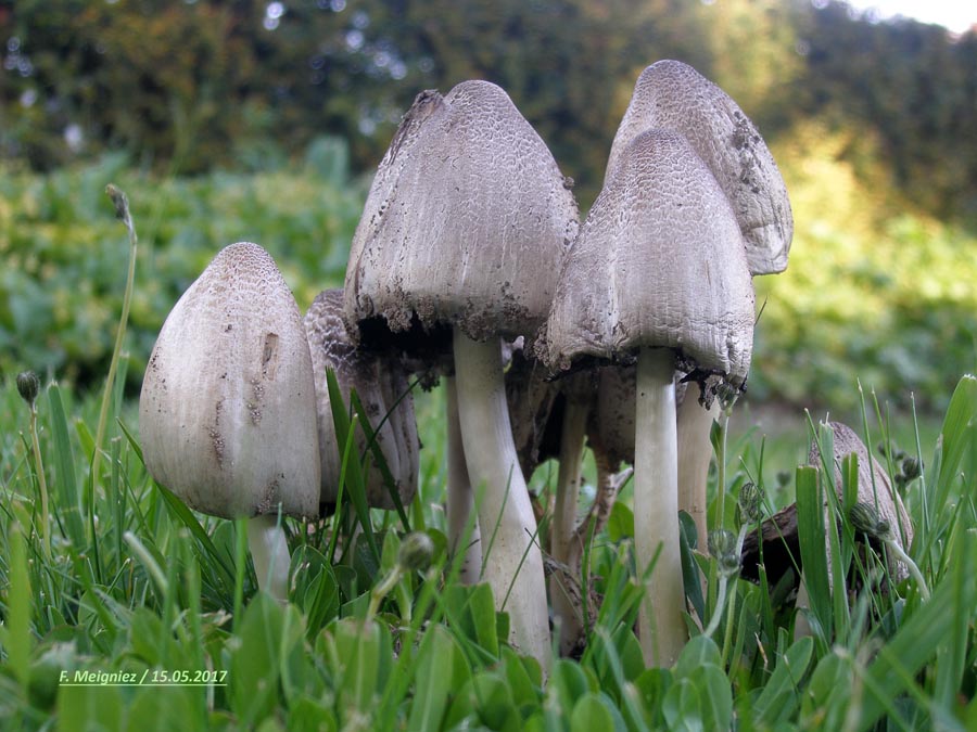 Coprinus romagnesianus (Coprinopsis romagnesiana) 