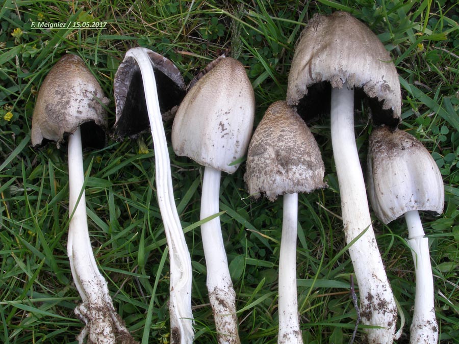 Coprinus romagnesianus (Coprinopsis romagnesiana) 