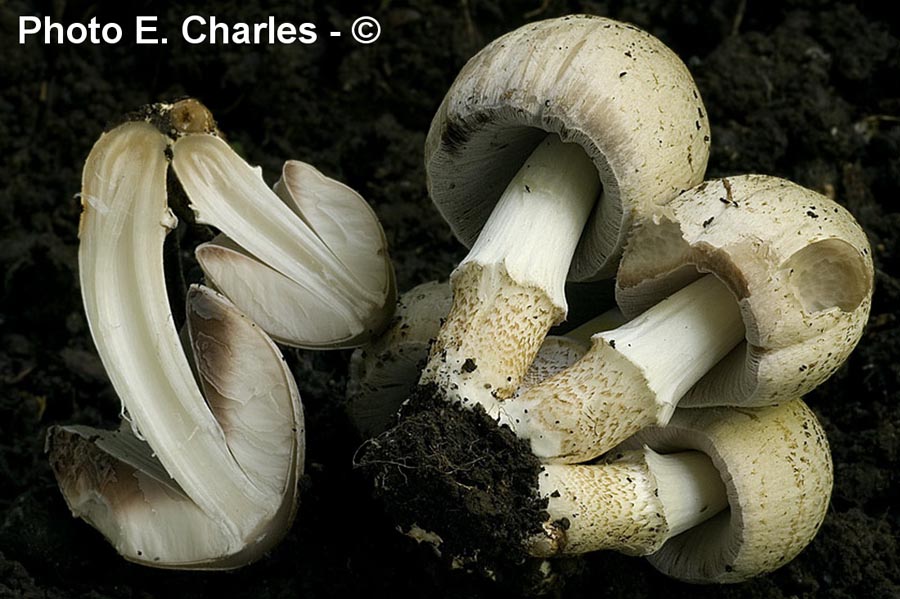 Coprinus romagnesianus (Coprinopsis romagnesiana)