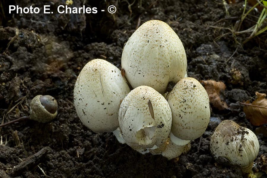 Coprinus romagnesianus (Coprinopsis romagnesiana)