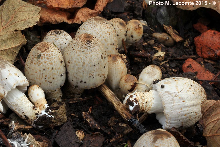 Coprinus romagnesianus