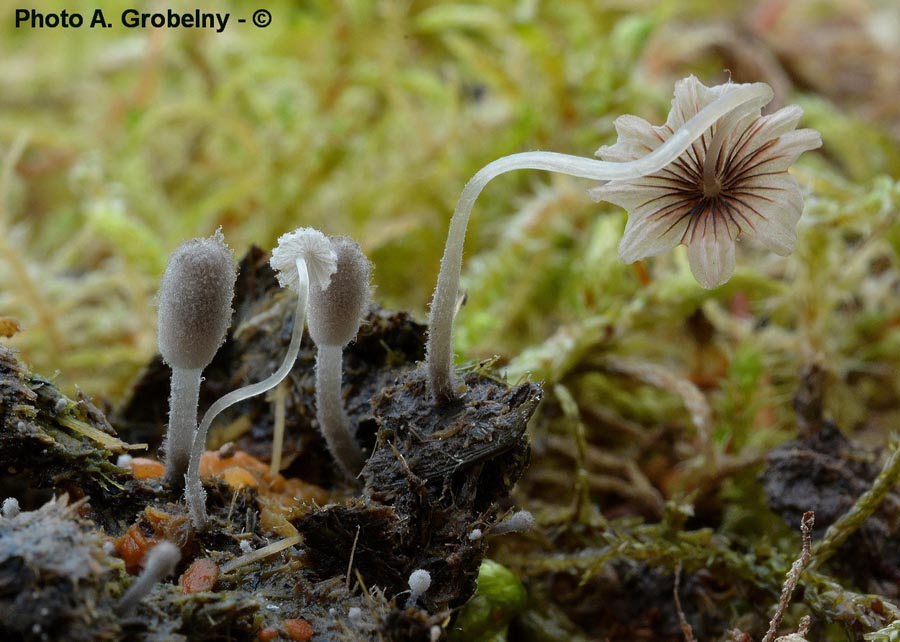 Coprinus stercoreus