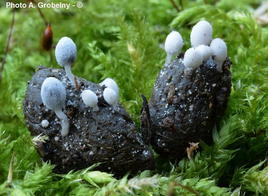 Coprinus stercoreus