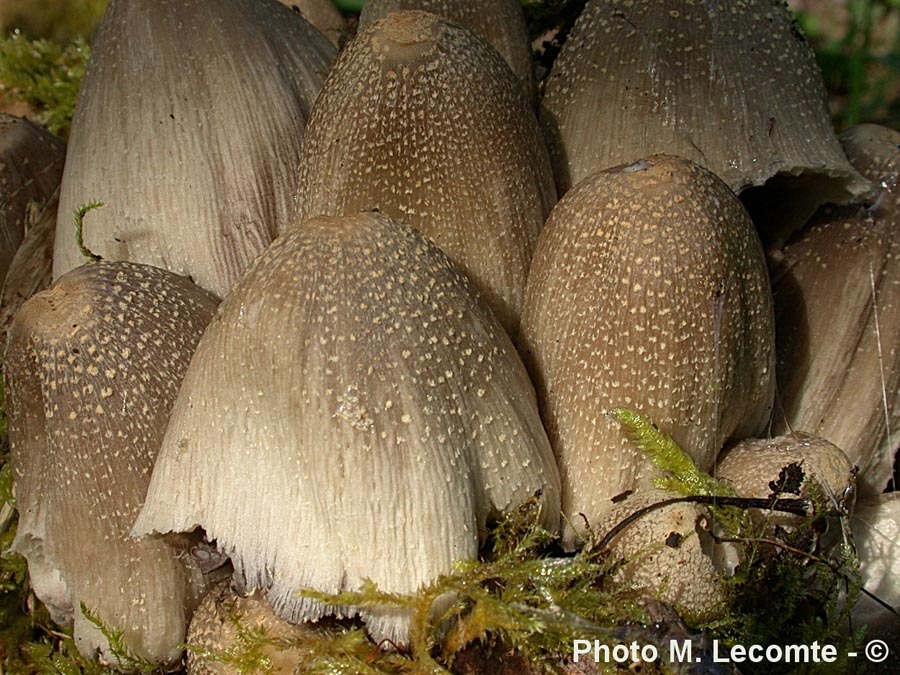 Coprinus strossmayeri 