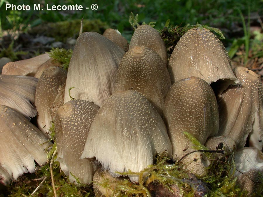 Coprinus strossmayeri 