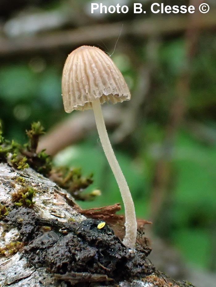 Coprinus subdisseminatus