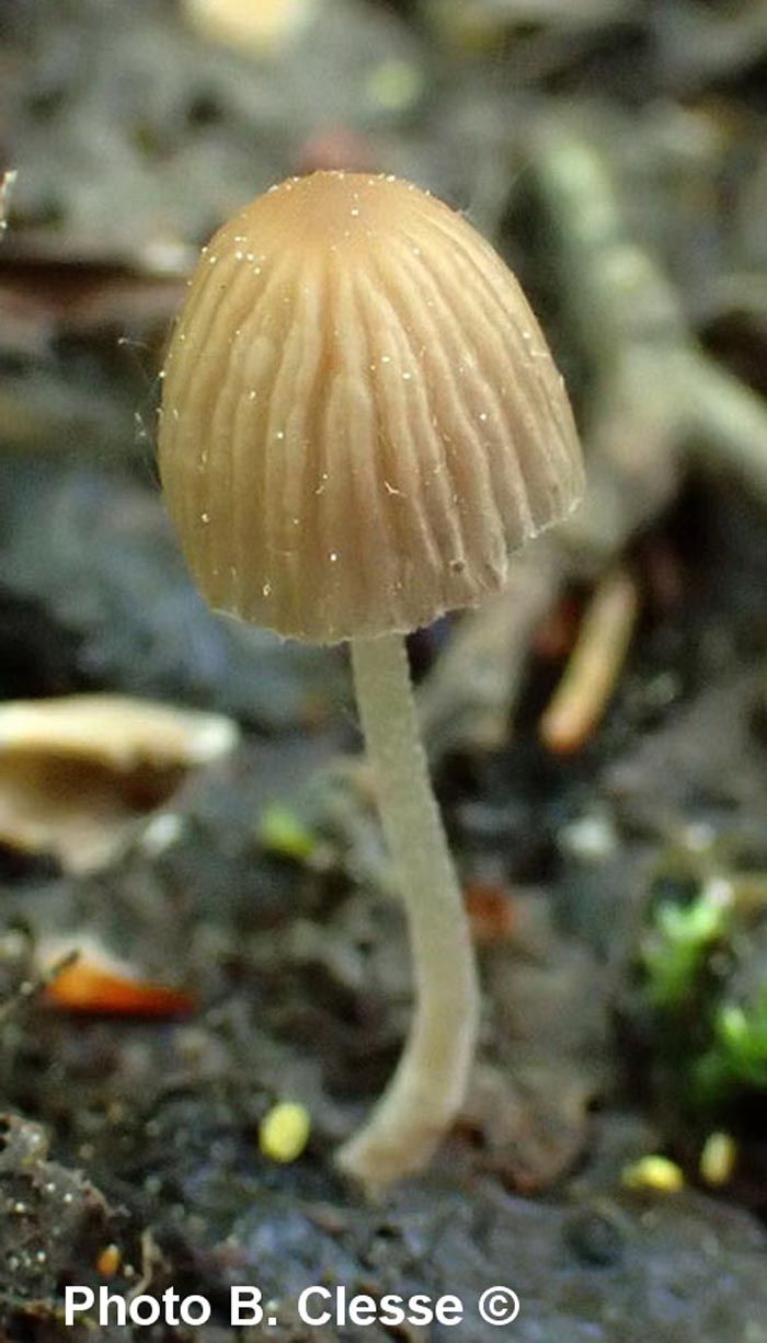 Coprinus subdisseminatus