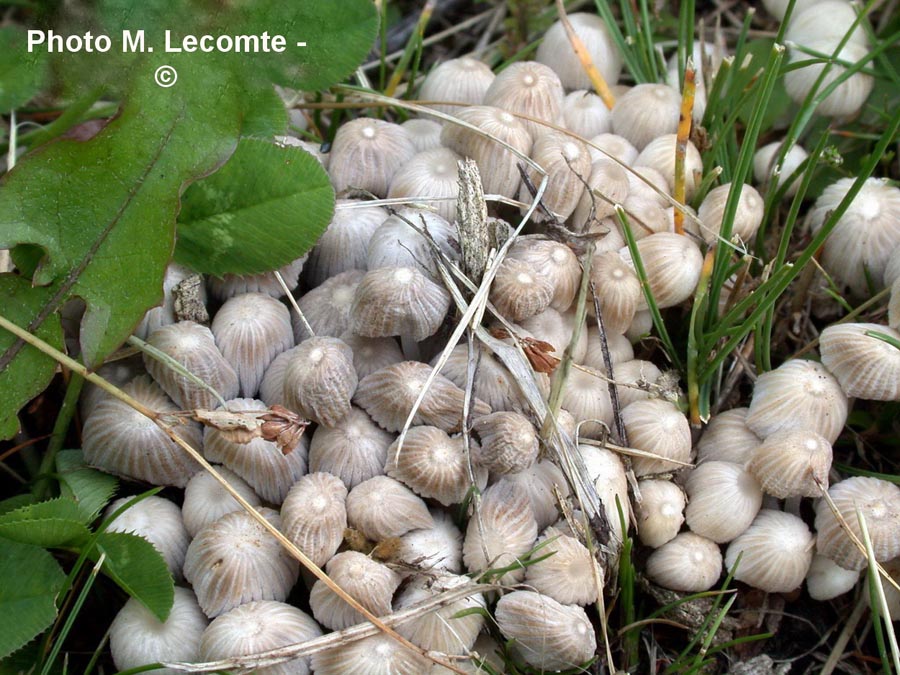 Coprinus disseminatus (Coprinellus disseminatus)