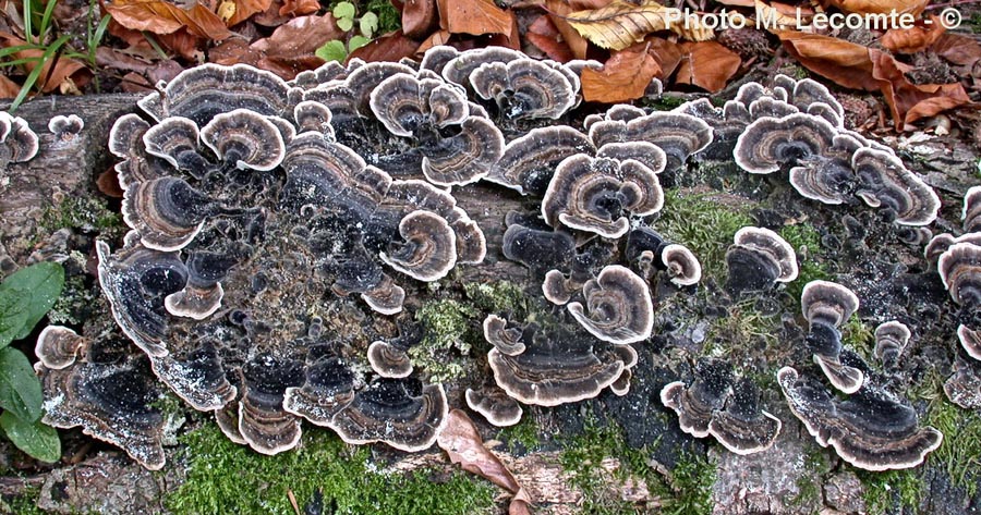 Trametes versicolor (Coriolus versicolor)