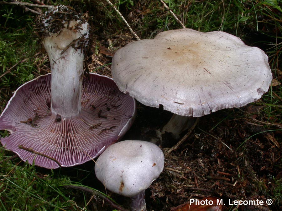 Cortinarius alboviolaceus