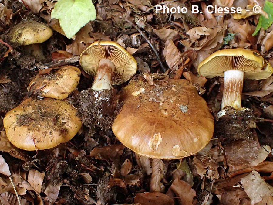 Cortinarius alcalinophilus