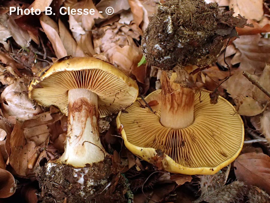 Cortinarius alcalinophilus