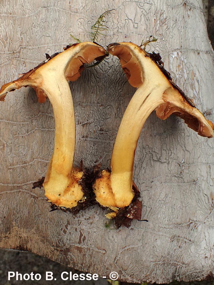 Cortinarius alcalinophilus