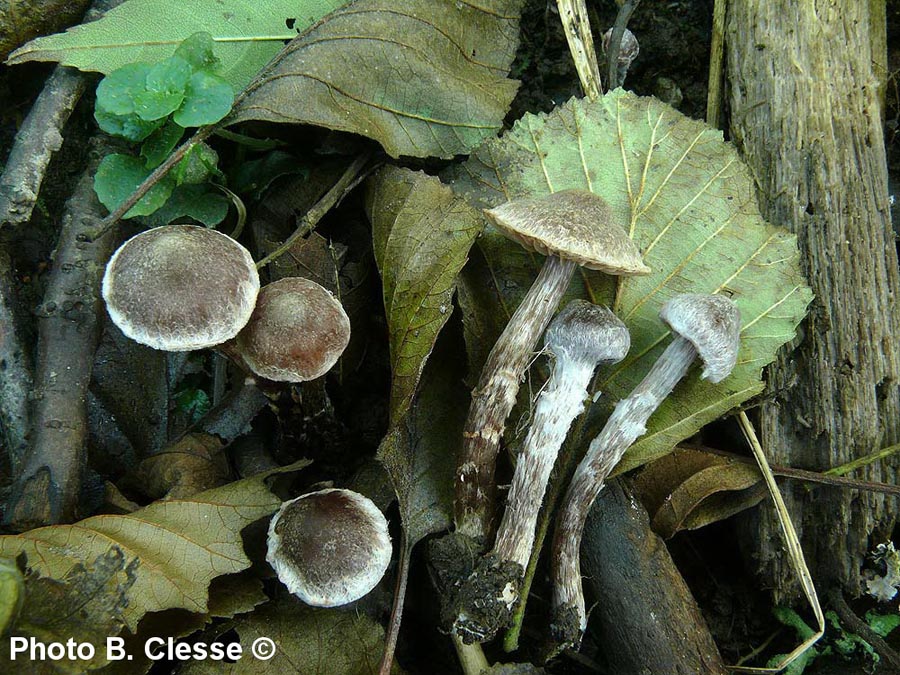 Cortinarius alnetorum