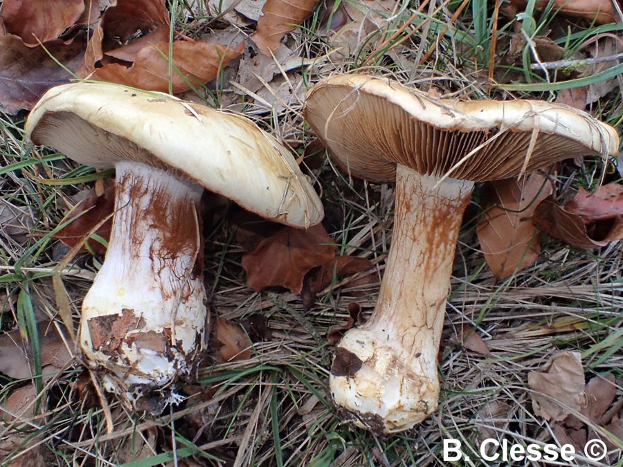 Cortinarius amoenolens