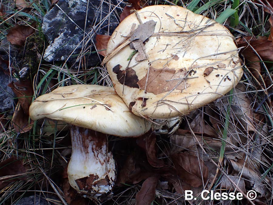 Cortinarius amoenolens