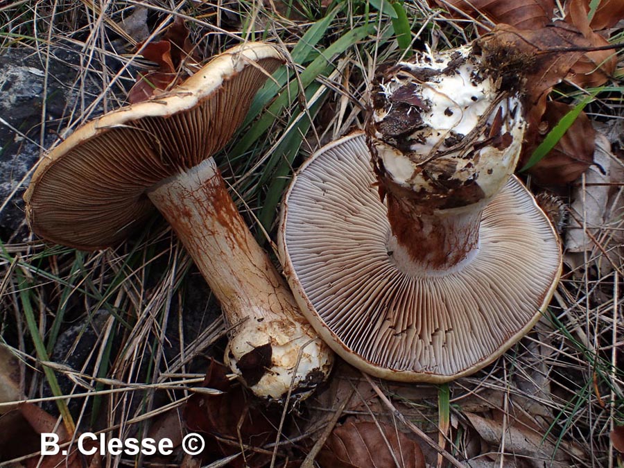 Cortinarius amoenolens