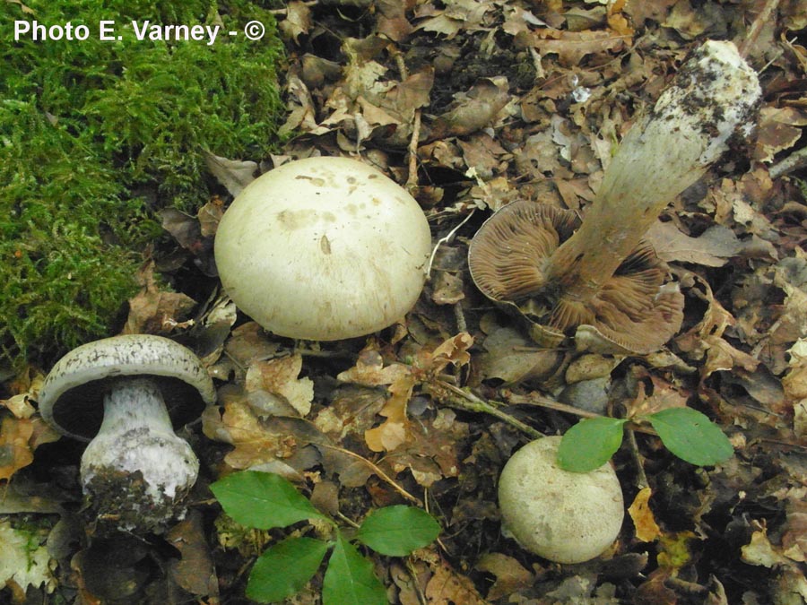 Cortinarius anfractoides