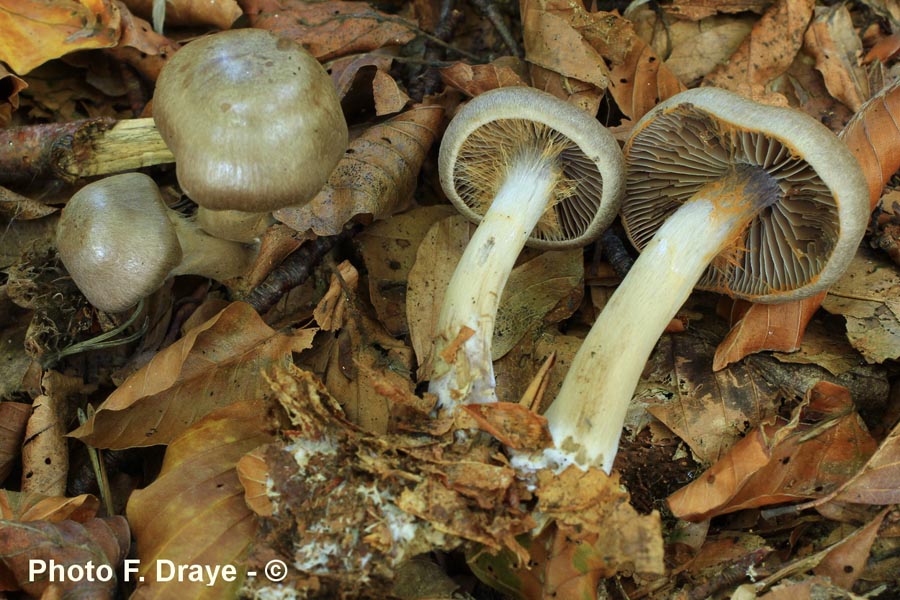 Cortinarius anomalus