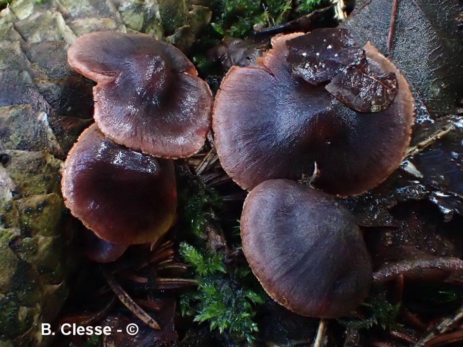 Cortinarius anthracinus