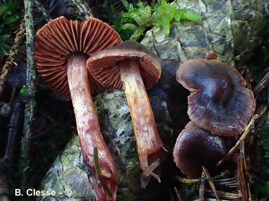 Cortinarius anthracinus