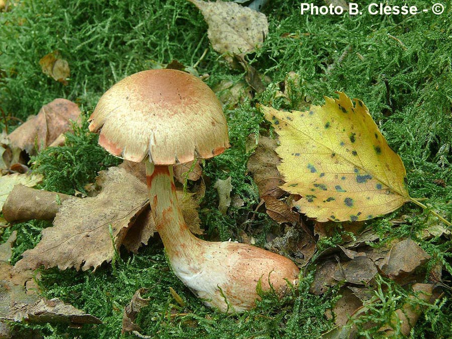 Cortinarius armillatus