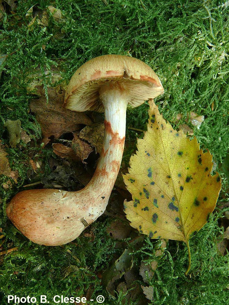 Cortinarius armillatus