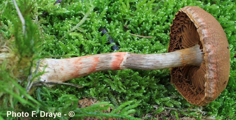 Cortinarius armillatus