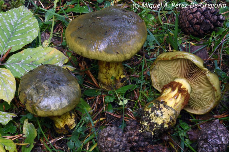 Cortinarius atrovirens