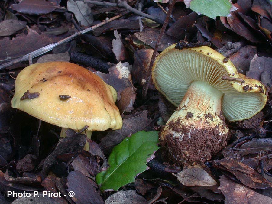 Cortinarius aurilicis